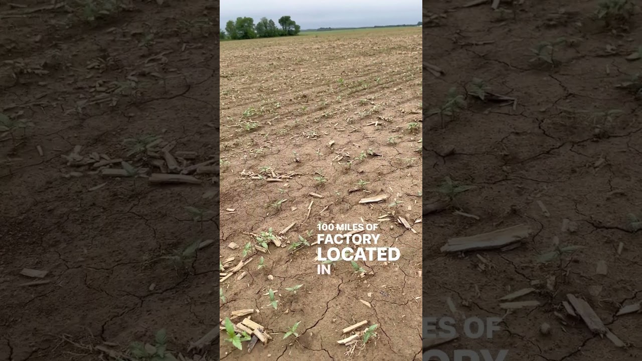 HEMP 8 DAYS AFTER PLANTING 🌱