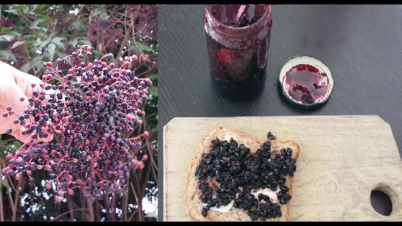 Marmellata di Sambuco