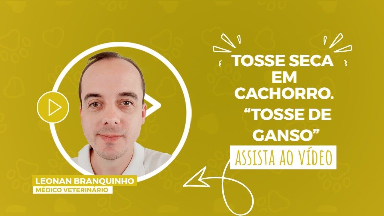 Tosse seca em cachorro. 