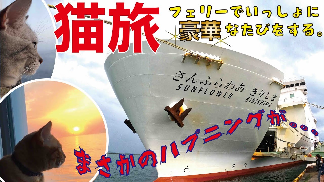 猫旅！vol.02 個室で安心フェリー旅！フェリーさんふらわあ きりしま デラックス ウィズ ペットルーム 家族5人と猫2匹で豪華船旅 鹿児島志布志→大阪南港【フェリーで日本一周】【日本一周 船の旅】