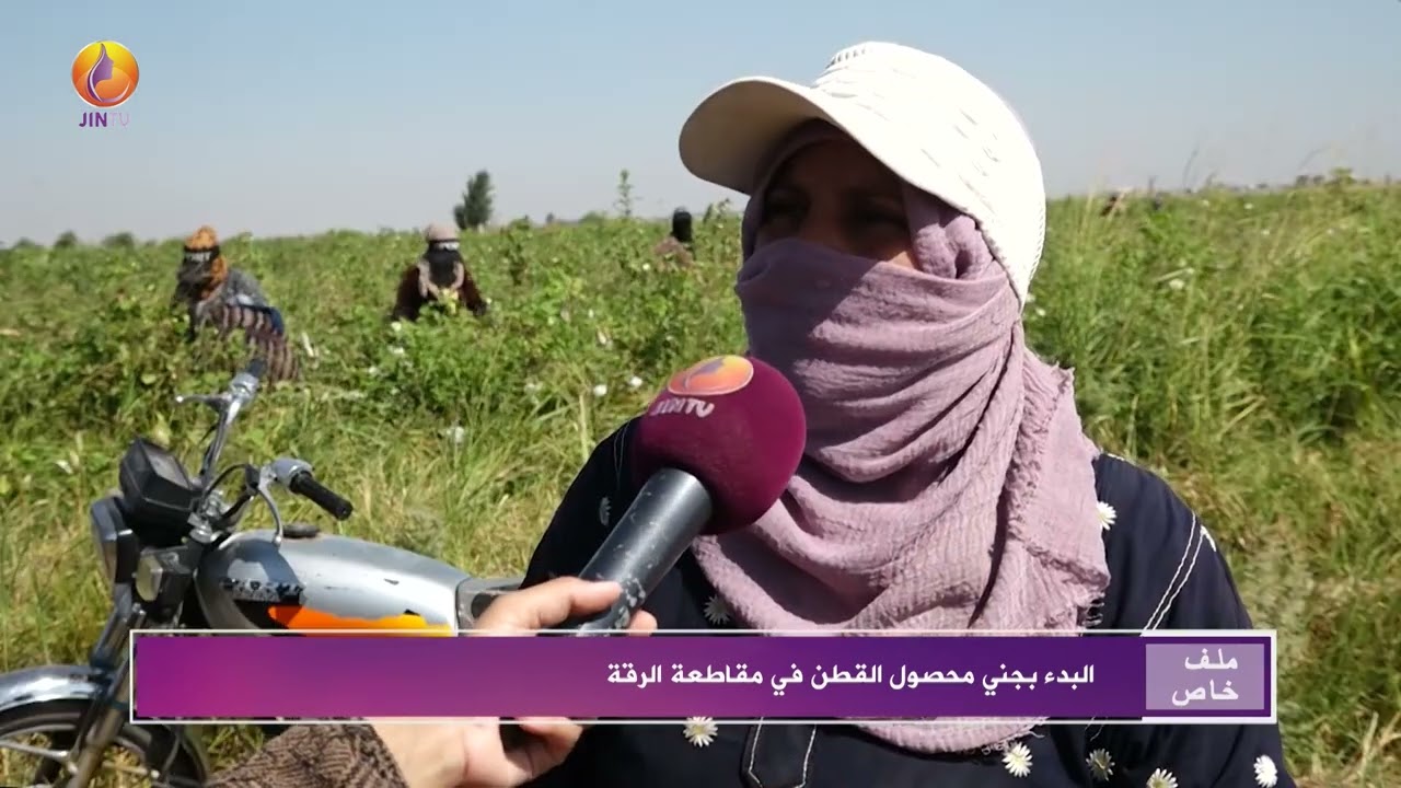 JINTV| البدء بجني محصول القطن في مقاطعة الرقة