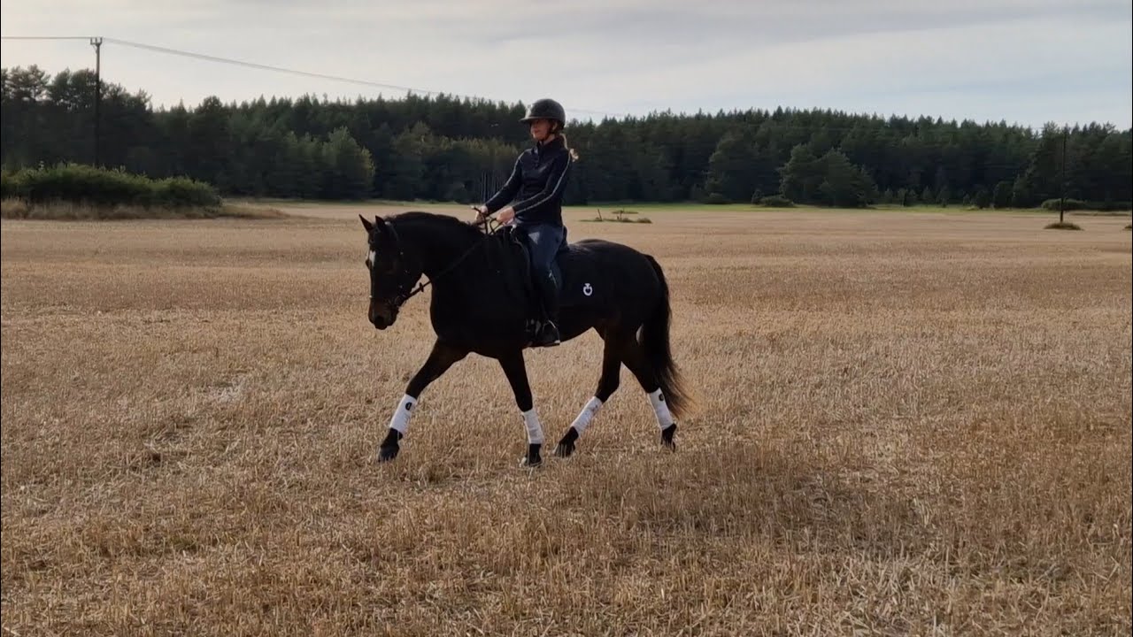 LADY STAR - 4&aring;r