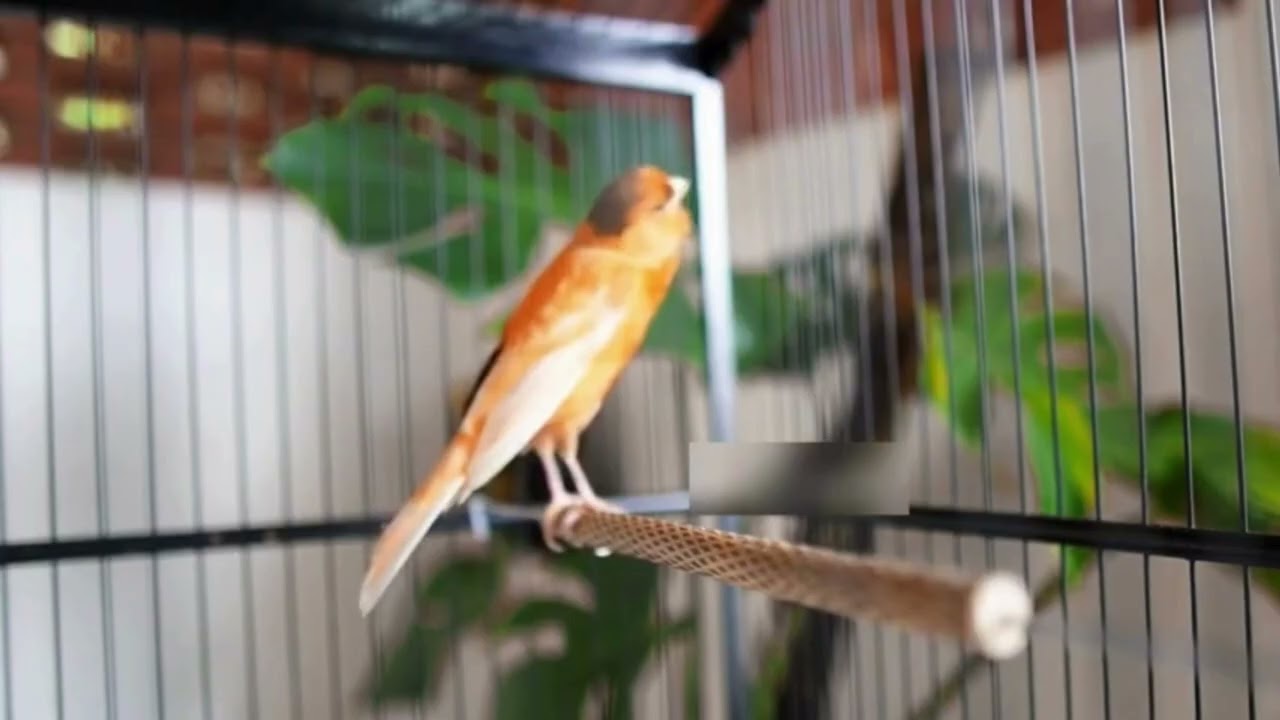 Pure Whistle: Belgian Canary Sweet Song Loop