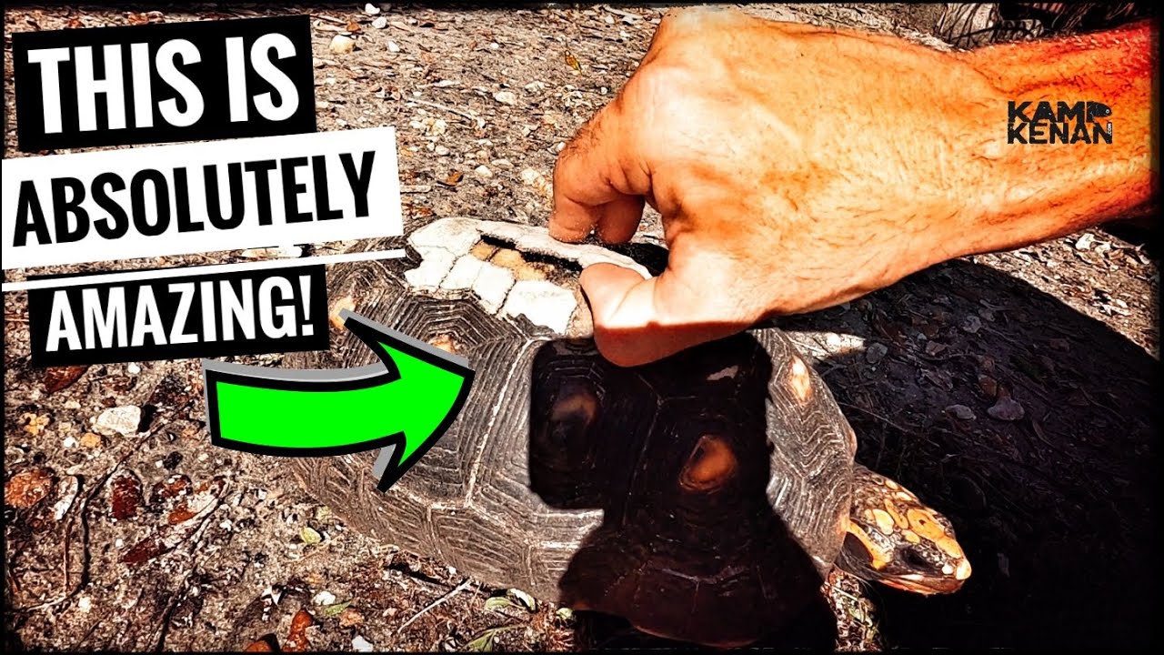 It's a Turtle Miracle!