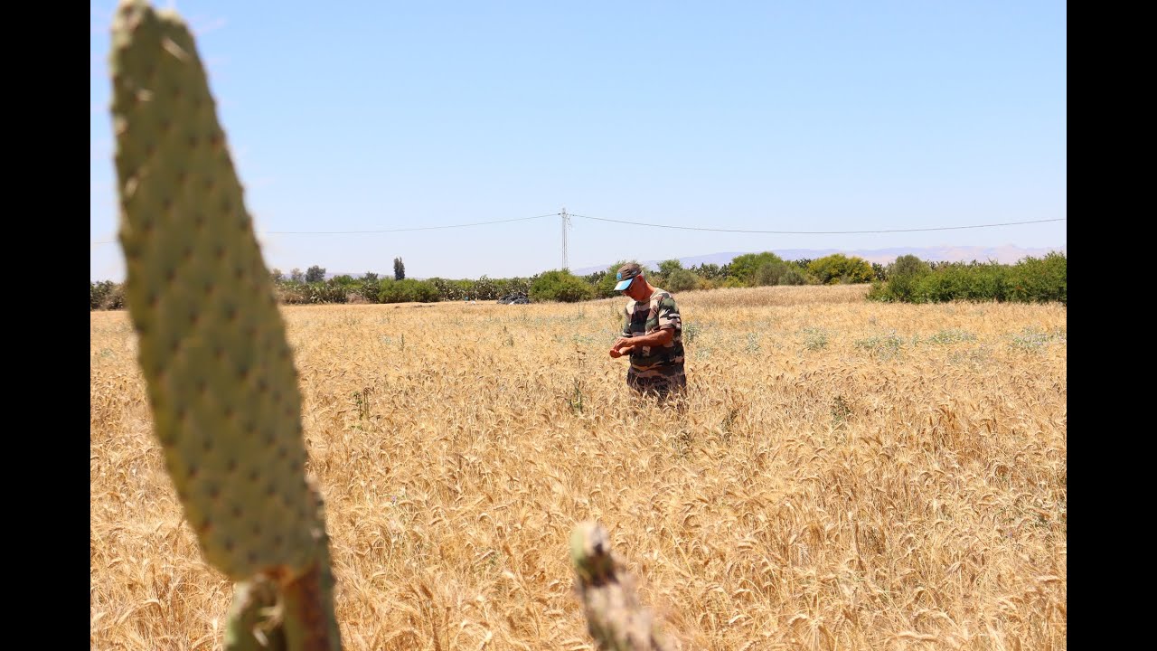القيروان: فلاح تونسي ينجح في زراعة بذور تونسية أصلية مجابهة للتغيرات المناخية ومقتصدة للماء