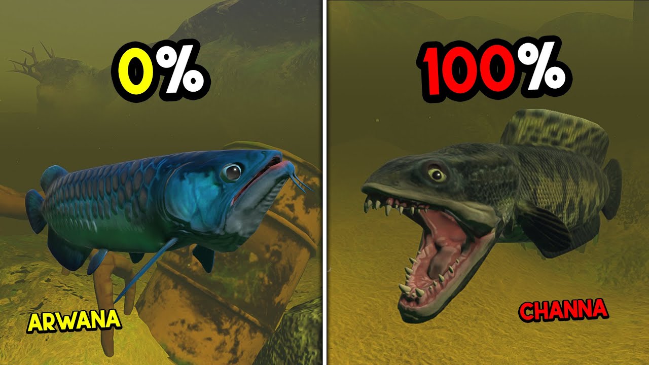 Gue Jadi Ikan ARWANA HIAS Sampai Dapat CHANNA PEMBURU... Feed And Grow Fish