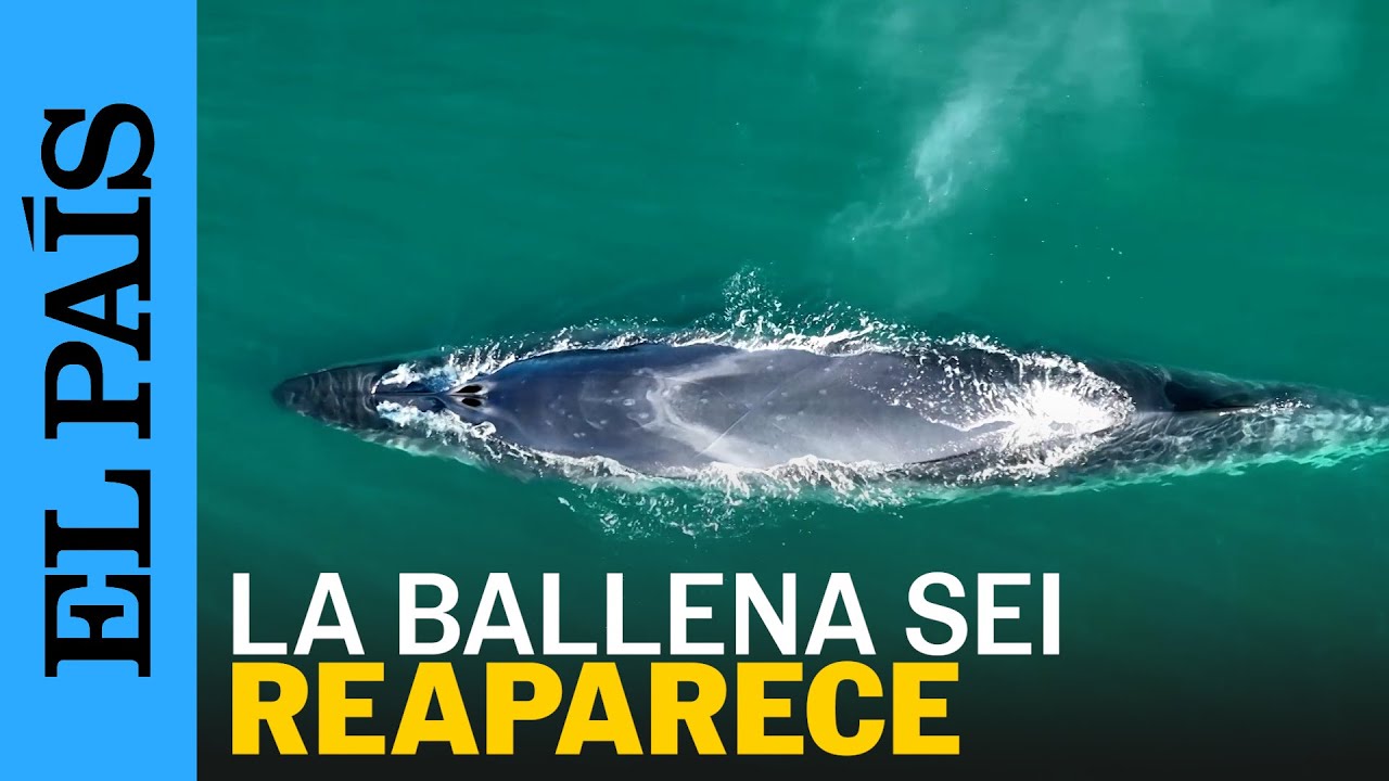 PATAGONIA | El regreso de las ballenas sei a Argentina | EL PAÍS