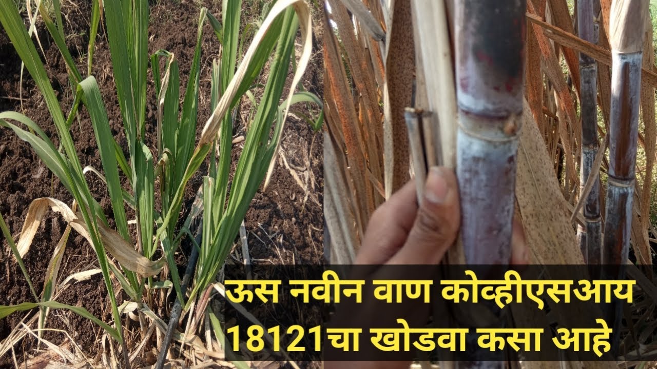 🤔😍🌱ऊस नवीन जात कोव्हीएसआय 18121 चा खोडवा कसा येतो 🌱🤔