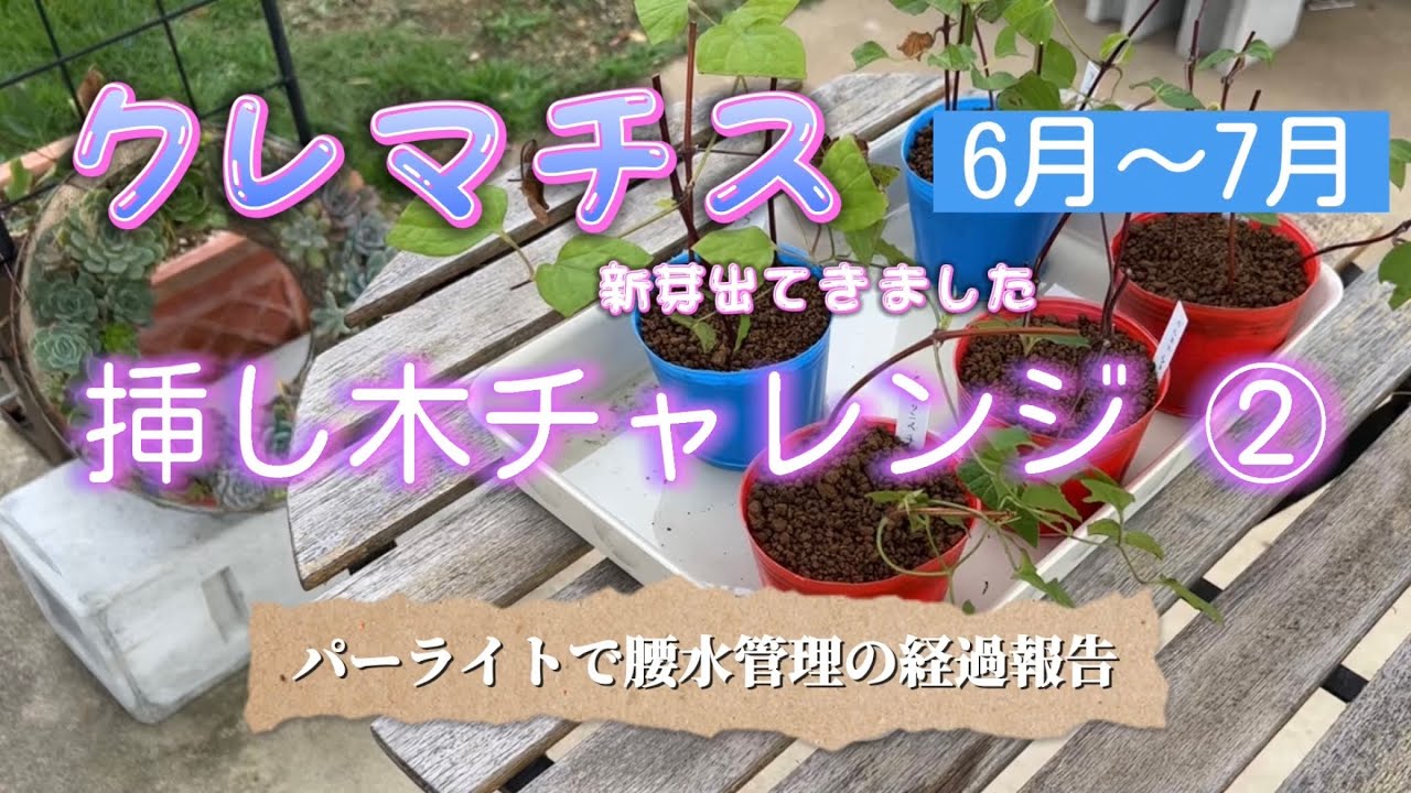 クレマチス挿し木チャレンジ②💠パーライトで腰水管理の経過報告