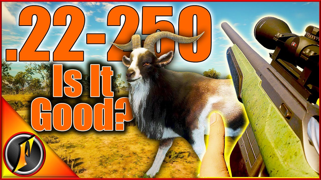 Полевые испытания НОВОГО .22-250! | Насколько он хорош???