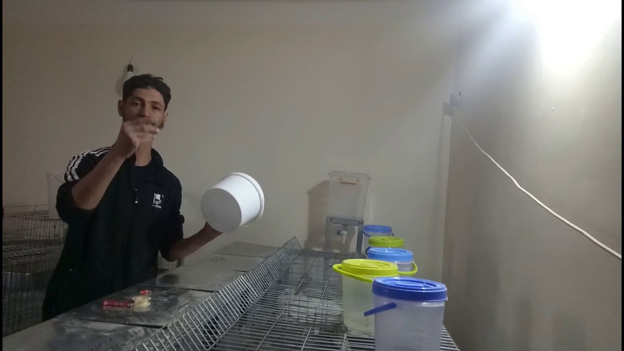 صنع مشربيات المياه للارانب