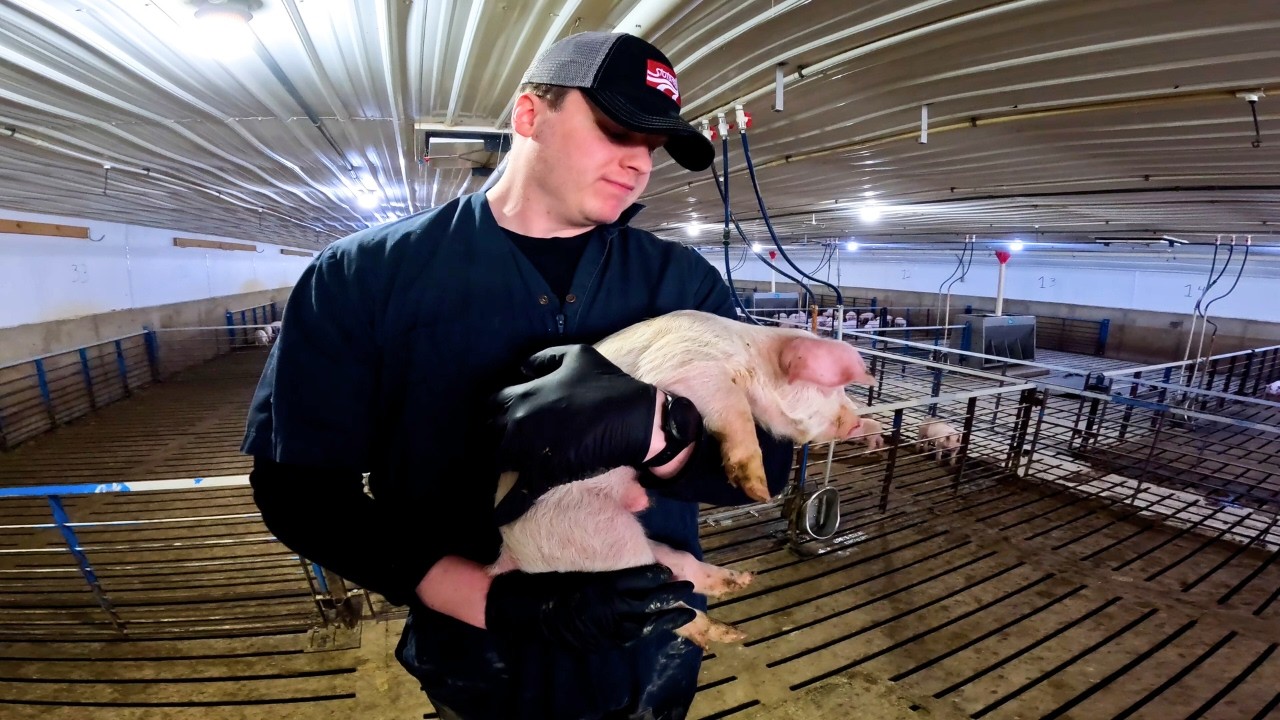 Giving Our Smallest Pigs a Second Chance