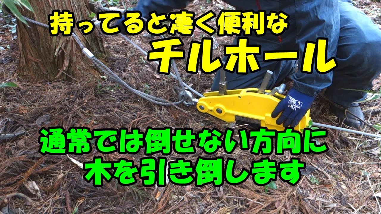 チェーンソーで切り、チルホールで引き倒しました