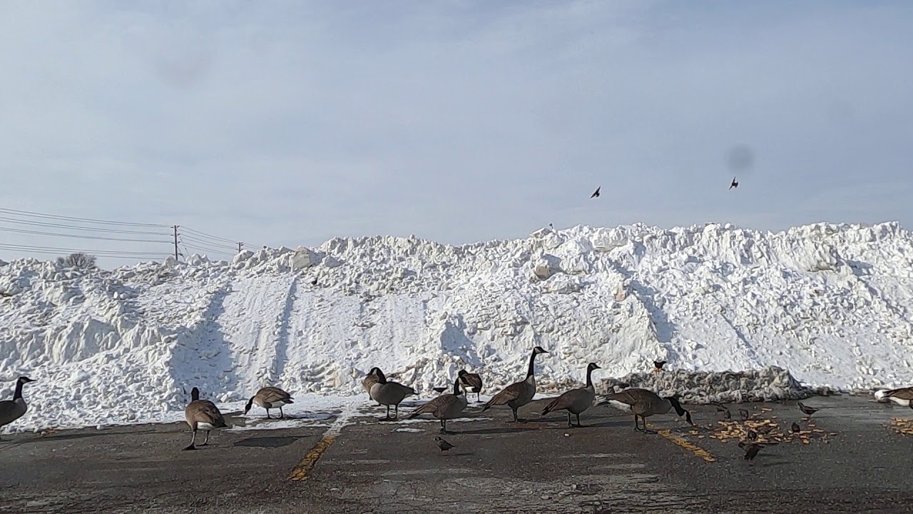 Canada Goose Flock in Toronto Jan 2020 | Toronto | Canada