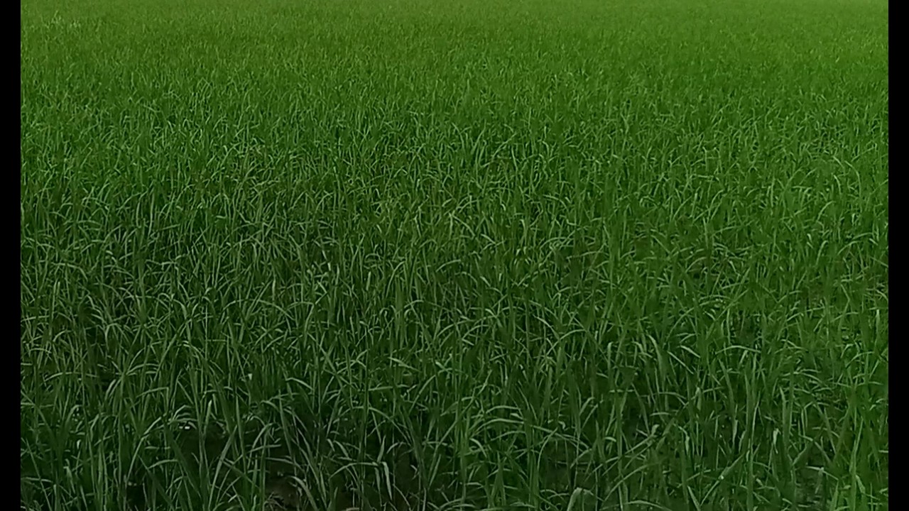 সবুজ মাঠের অপরূপ সৌন্দর্য _ গ্রামের প্রকৃতির শান্ত দৃশ্য 🌿
