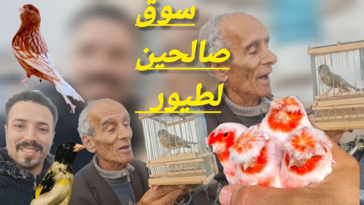 كيف أصبح سوق طيور دوار بمدينة سلا يوم الأحد أثمنة جميع طيور مغردة vlog #birds