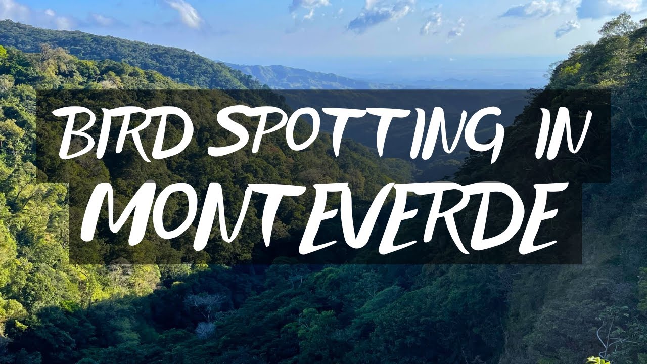 MONTEVERDE: Bird spotting
