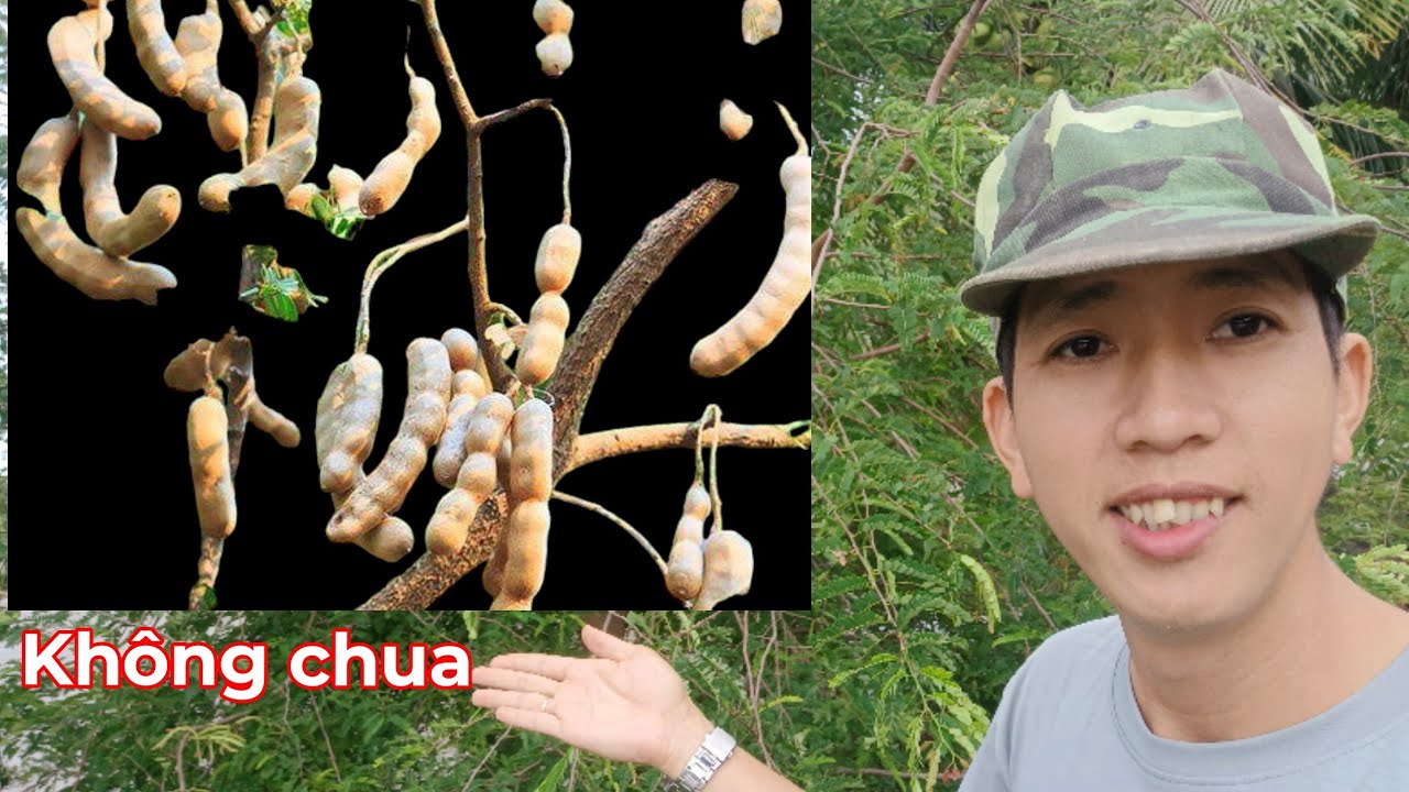 Trồng me thái chỉ một lần ăn một đời làm giàu không khó#lamgiautunhanong