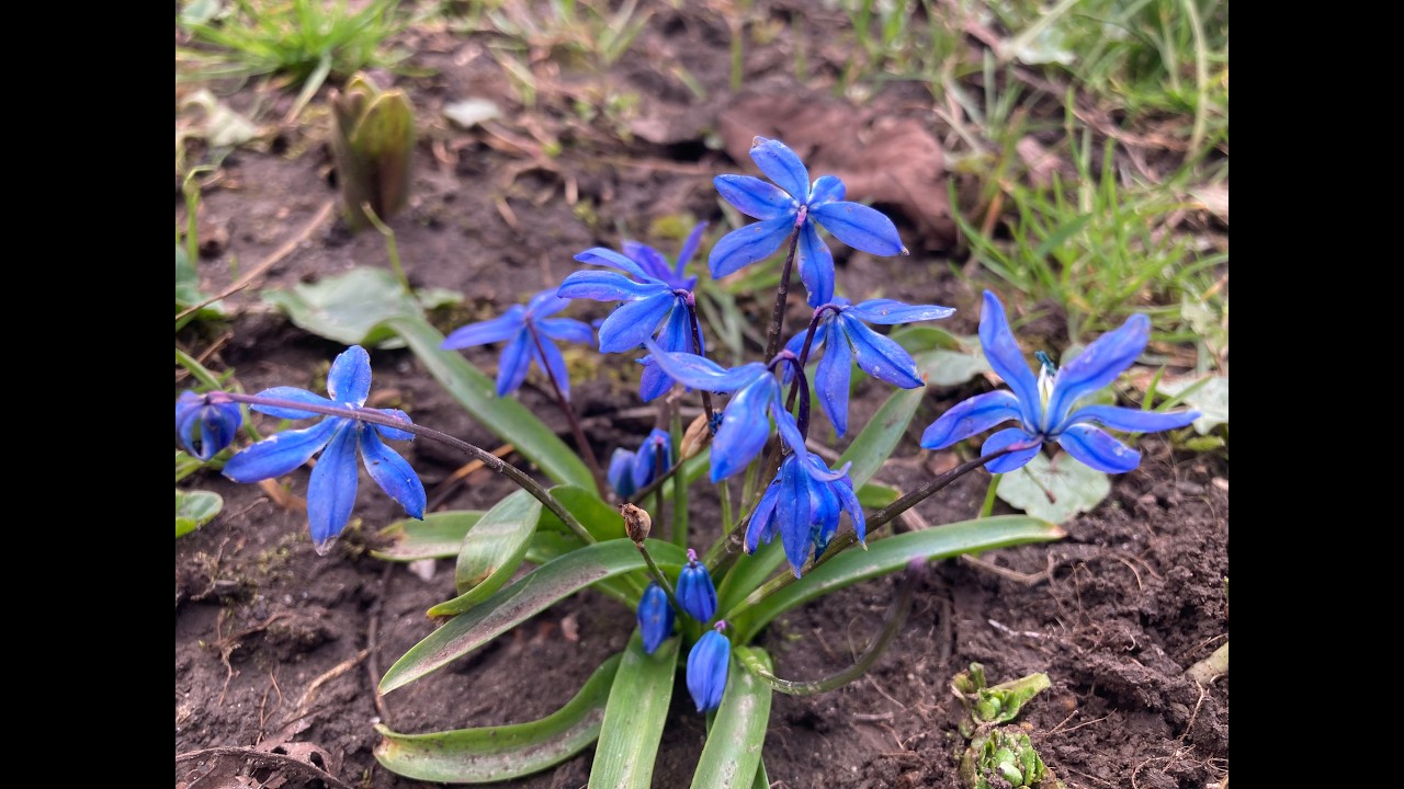 Сині і білі весняні проліски! Вони прекрасні!