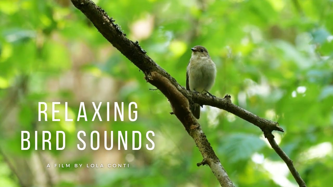 Nyugtató Madárcsicsergés, Madárcsicsergés relax - Birds Singing | Meditációhoz, alváshoz!