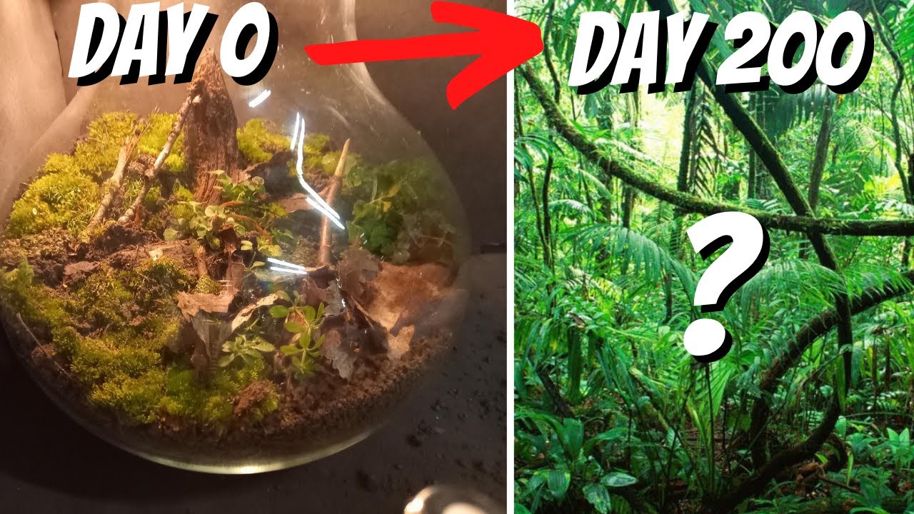Plants and animals SEALED in jar for MONTHS | closed terrarium update