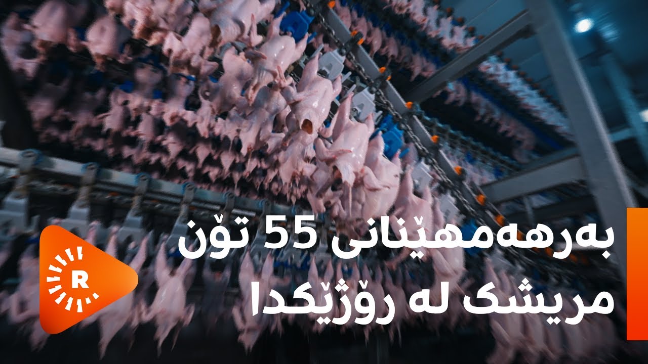 Made In Kurdistan-مەید ئین کوردستان-بەرهەمهێنانی 55 تۆن گۆشتی مریشک لە رۆژێکدا