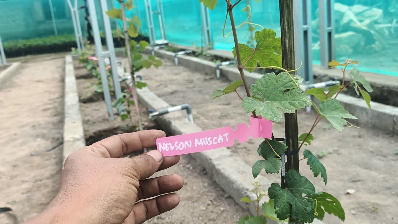 Kebun Anggur Riset / merapikan batang