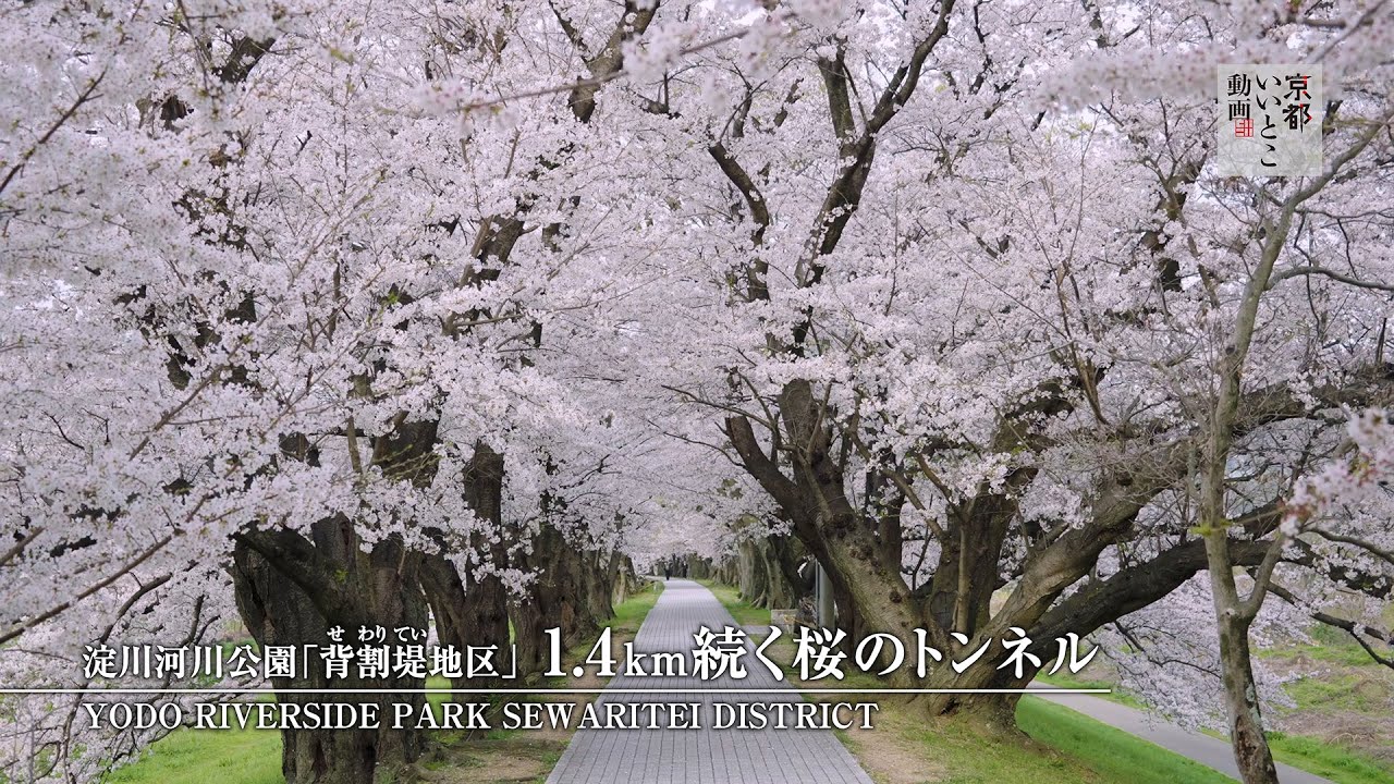 淀川河川公園「背割堤地区」 1.4km続く桜のトンネル / Yodo Riverside Park Sewaritei District / 京都いいとこ動画