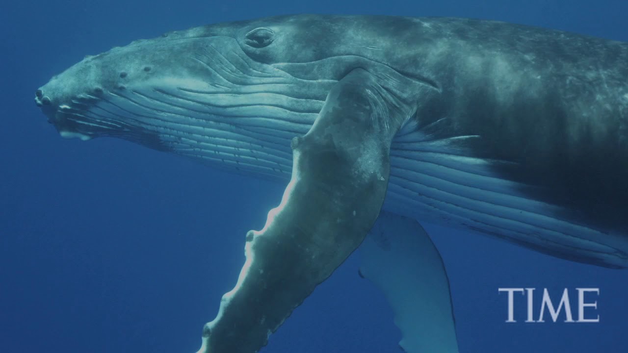 Time Magazine Feature: How to Photograph a Whale