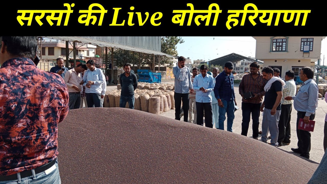 सरसों की लाइव ताजा बोली बरवाला हिसार हरियाणा || Live auction of mustard Barwala Hisar Haryana