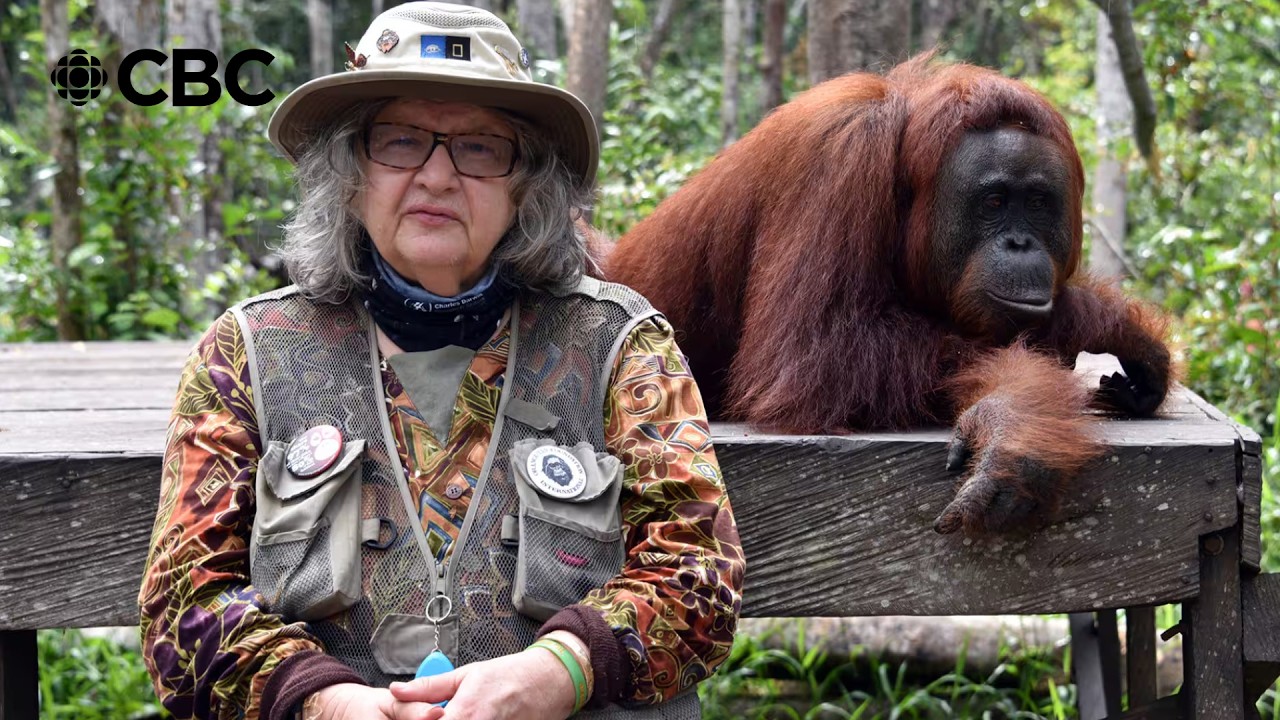 Baby orangutans get a second chance at life at Borneo orphanage