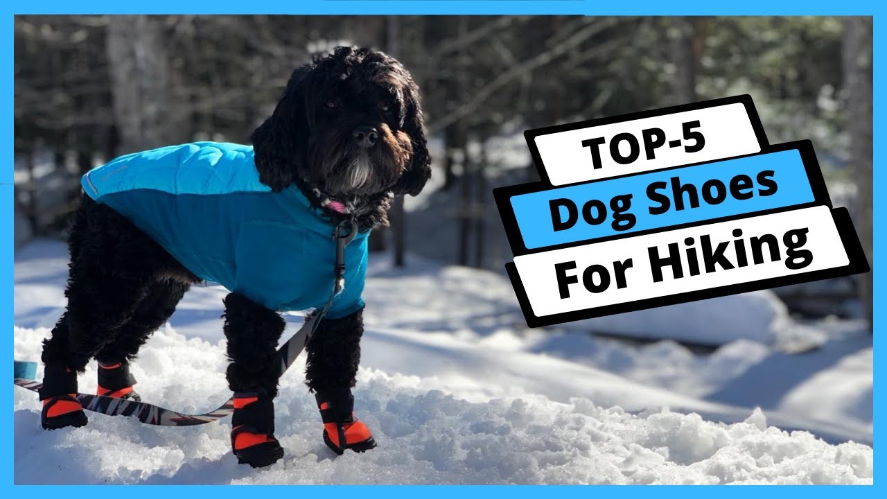 ✅ Best Dog Shoes for Hiking: Dog Shoes for Hiking (You Can Buy Today)
