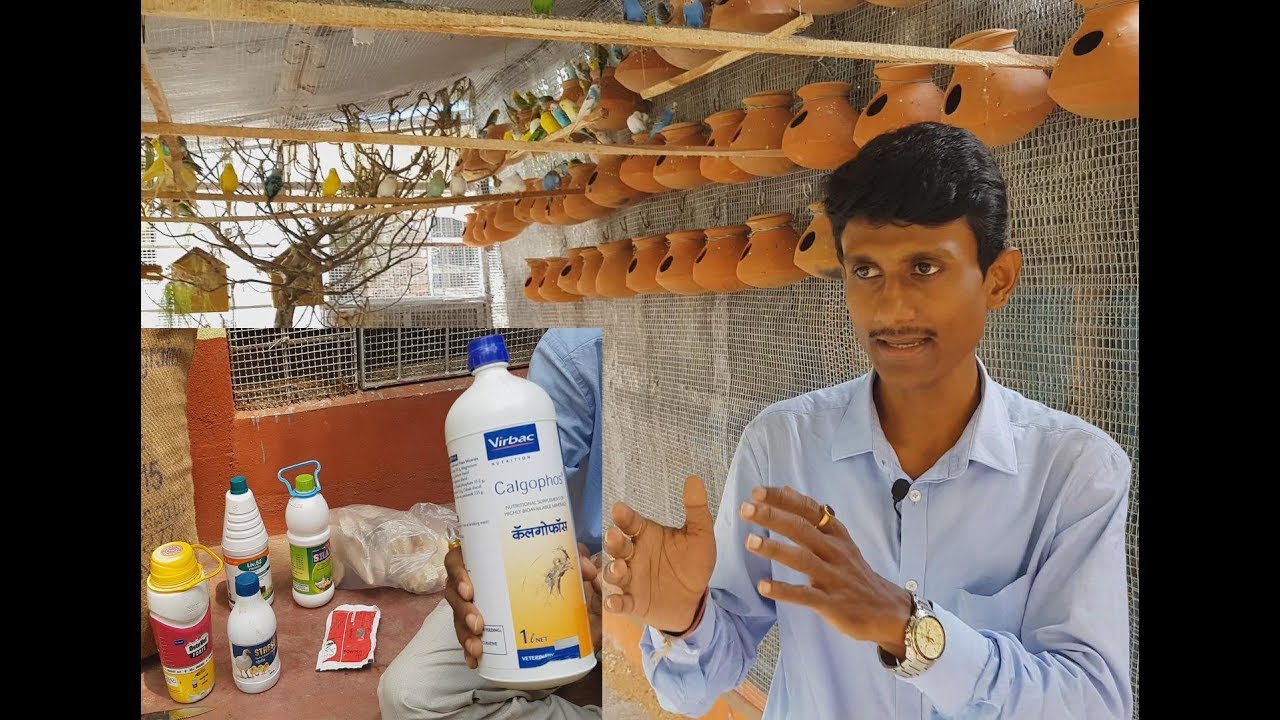 Budgies Parrot Medicines and seeds /  Budgies Parrot Care Treatment And Breeding.