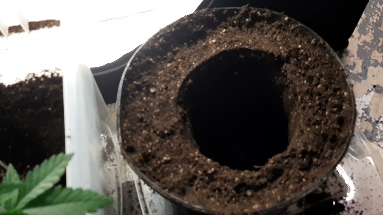 Transplanting into 3 Gallon pots || New grow Setup || Viparspectra P4000 4X4 Tent || 4 plant update
