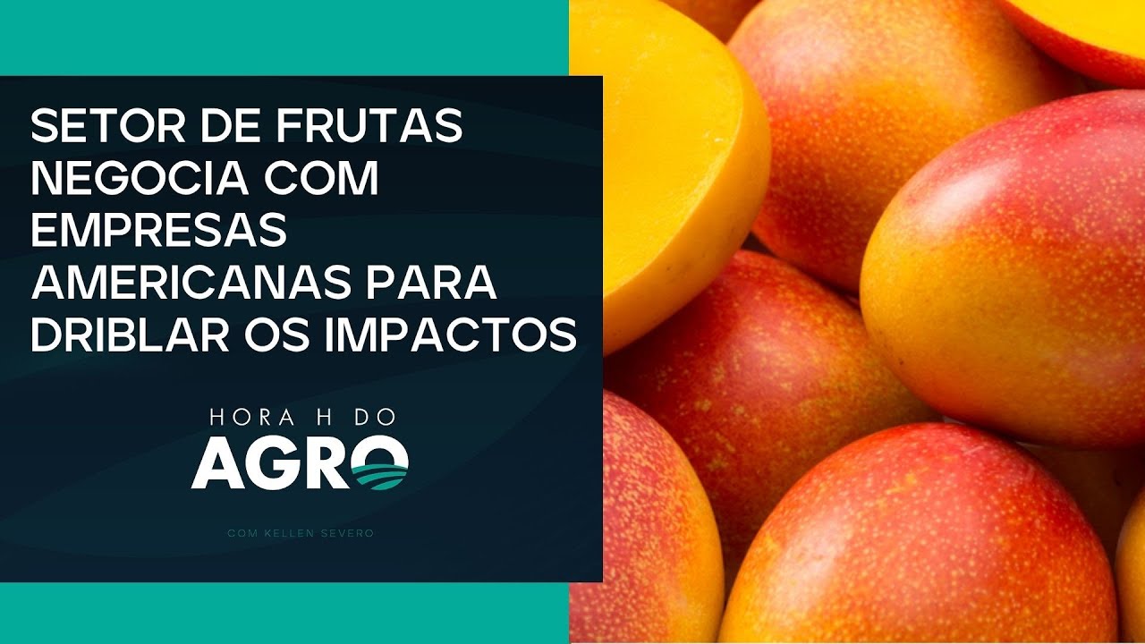 Produção de mangas podem ir para o lixo devido ao tarifaço | HORA H DO AGRO
