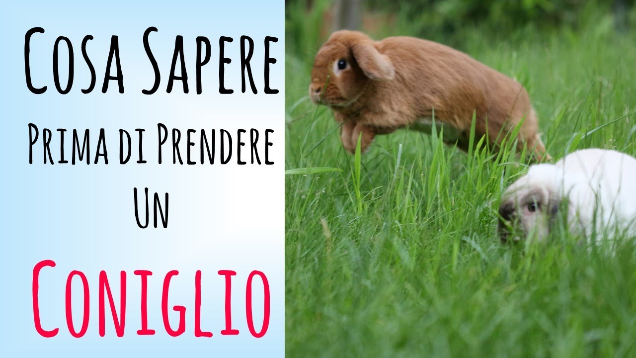 INFORMAZIONI sui CONIGLI - per chi vuole prendere un coniglio