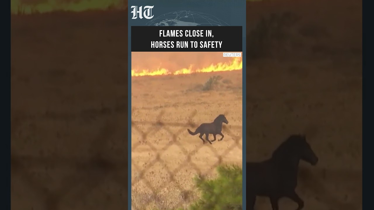 Dramatic Moment Horses Flee Raging Greece Wildfire | #shorts