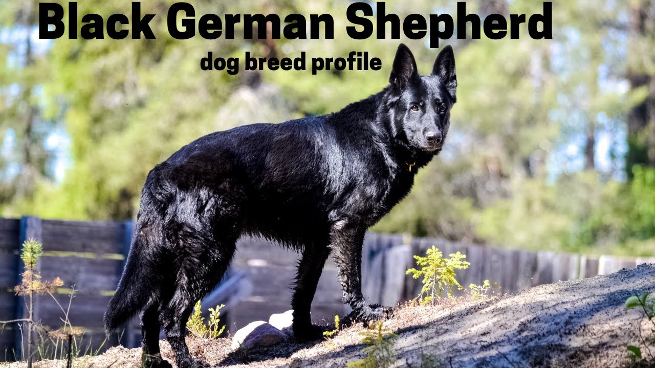 Black German Shepherd dog  breed profile