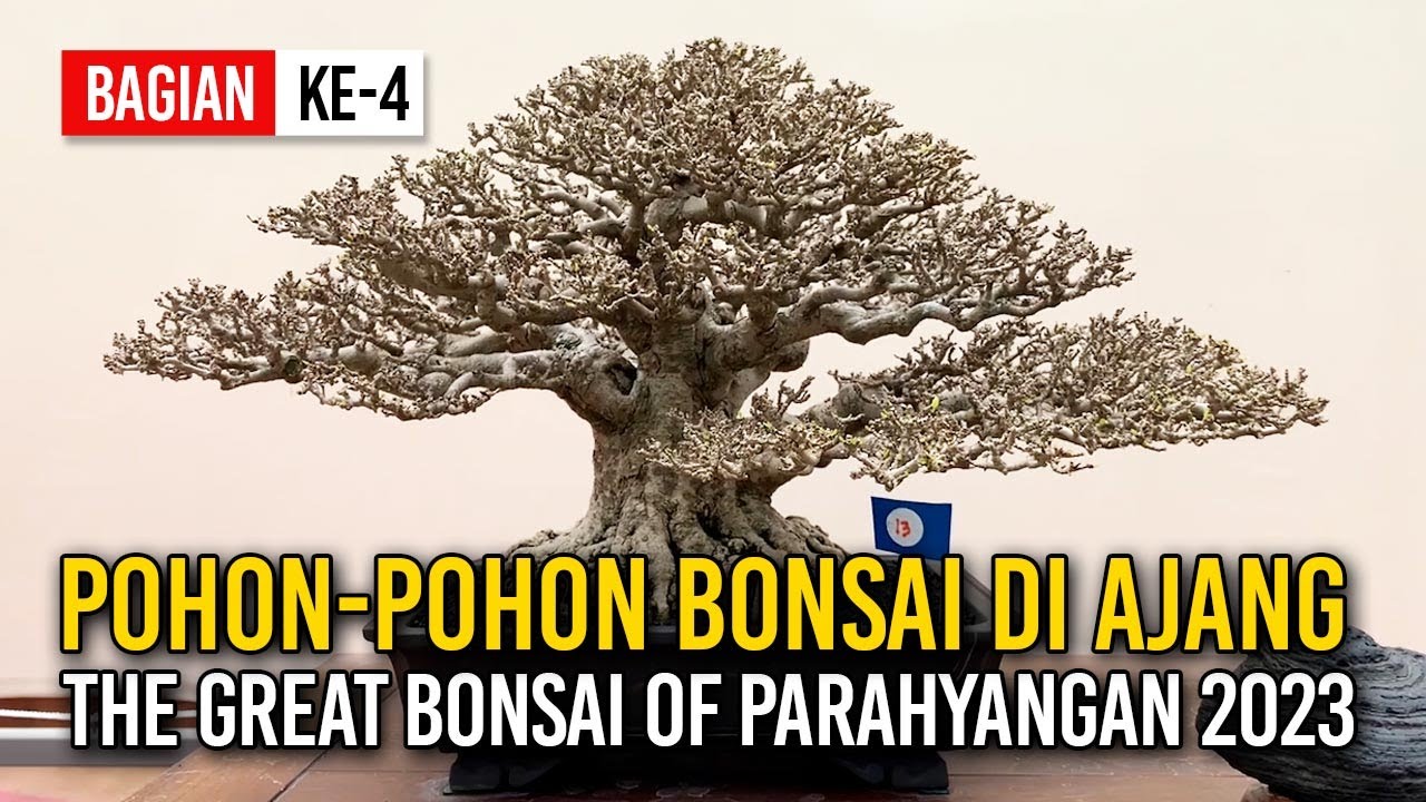 POHON-POHON BONSAI LUAR BIASA DI AJANG PAMNAS 