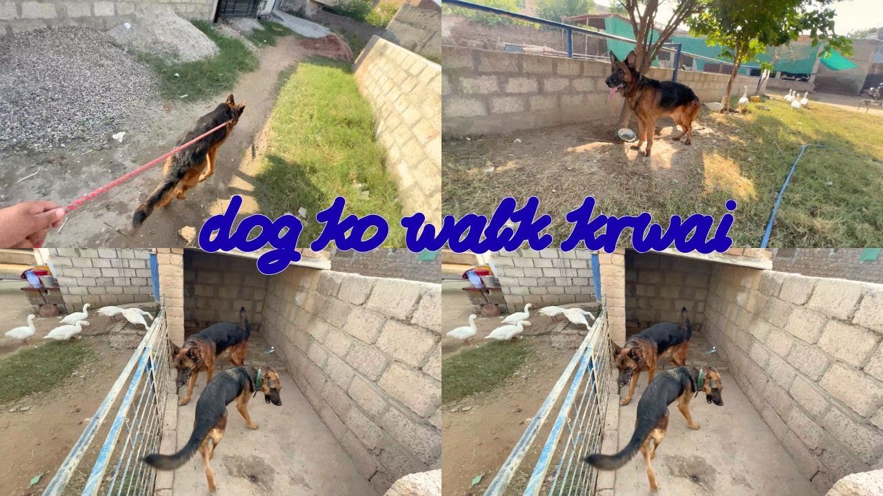 Dog Ko Walk Karwai🐕🐕&zwj;🦺| Sab Pigeon Dog Se Daar Gaye