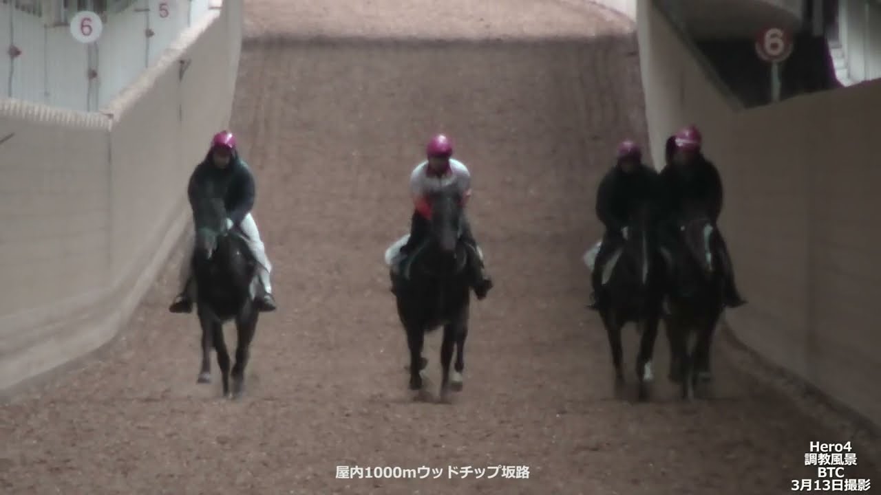 Hero4(牝2歳  ホッコータルマエ x ゴーゴーレイワ)調教風景