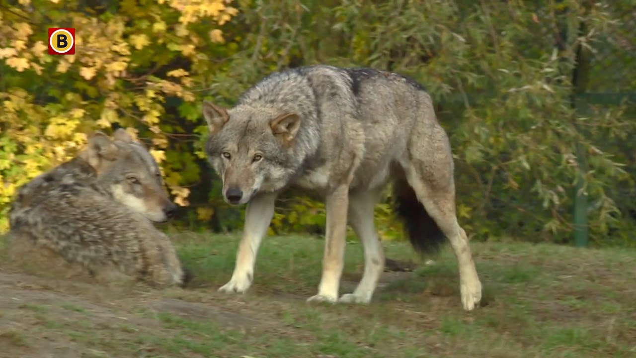 Kenners verbaasd over aanval van beren op wolf: 'Ze leven in veel dierentuinen samen'