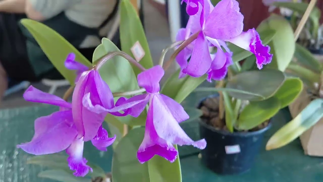 Exposição de Orquídeas em Campinas 🌸 | Olha quanta orquídea linda!