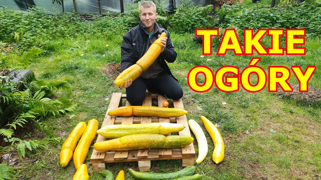 MOJE OGÓRKI NAJDŁUŻSZE I NAJCIĘŻSZE ! Zbiór Ogórków GIGANTÓW i udział na Bania Fest