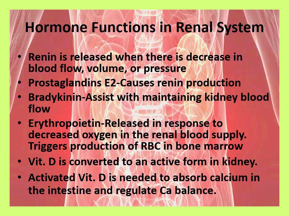 Renal and Urinary System Assessment