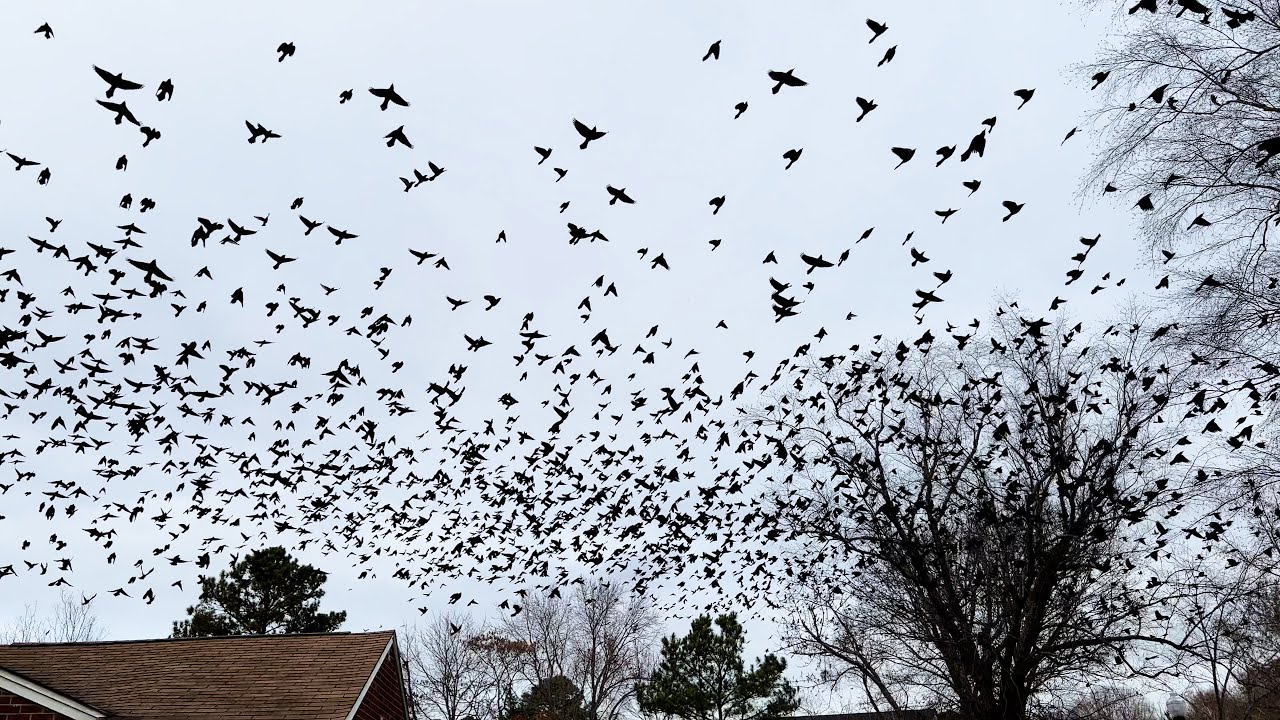 Massive Flock of Blackbirds