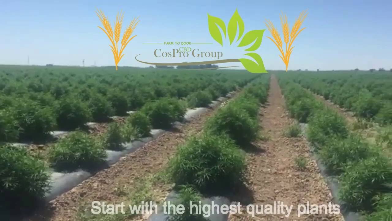 Wholesale CBD and CBD Manufacturing By CosPro Group | CBD Company & Products