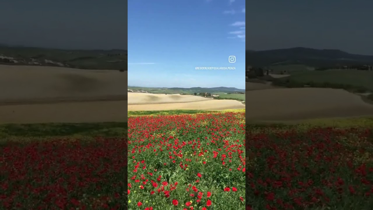 🇮🇹 Pienza | La danza dei papaveri e delle rapastrelle  www.residenzadepocalarosa.it