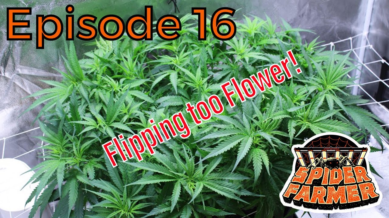 Spider Farmer | Blue Sunset Sherbet enters flower! - Ep. 16