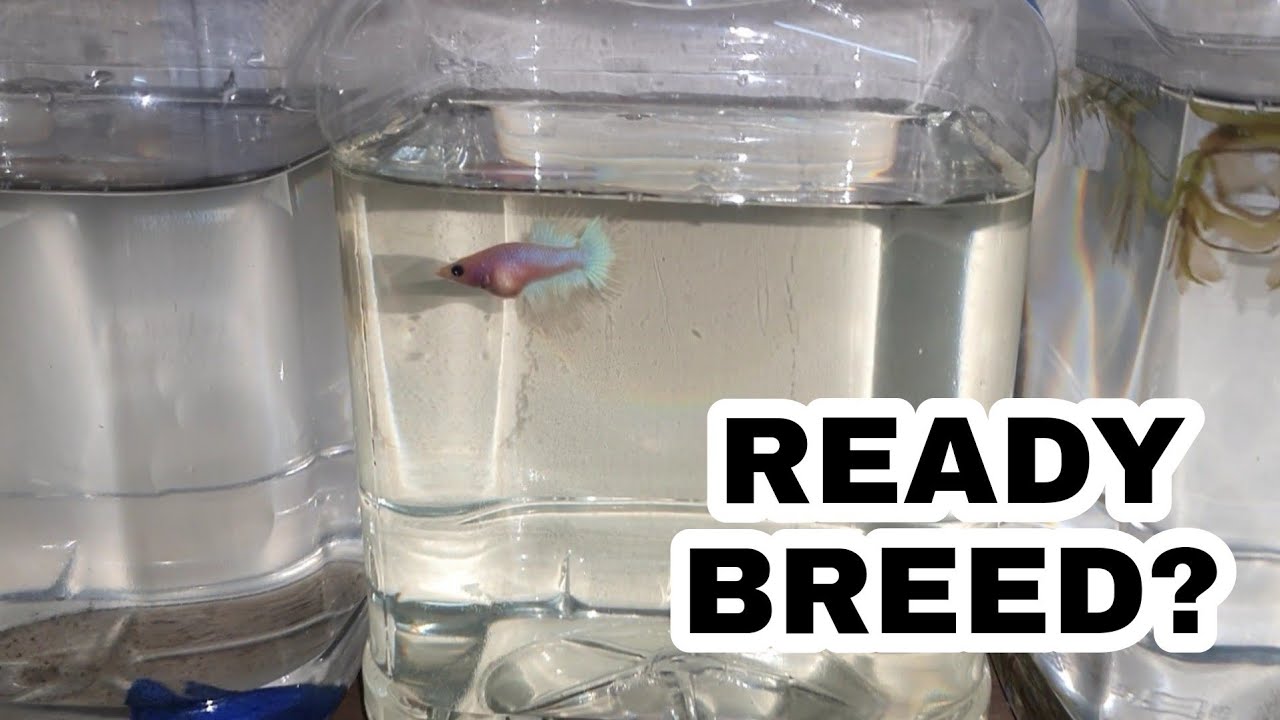 KENALPASTI INDUK READY BREED